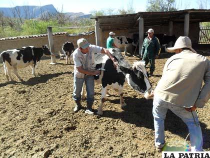 El objetivo es vacunar a 185.000 cabezas de ganado en el Chaco chuquisaqueño /wordpress.com