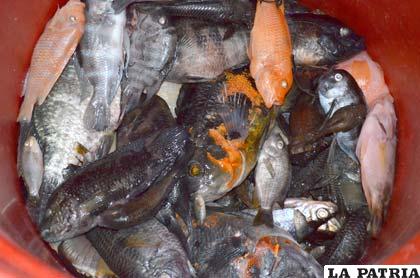 Muerte de peces del acuario municipal motiva investigación