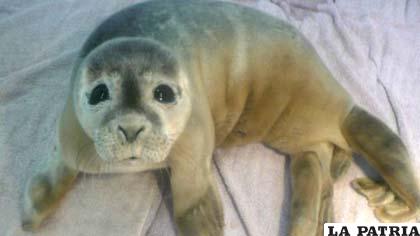 La foca que fue rescatada