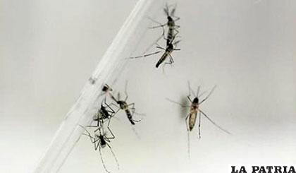 El zika expande sus formas de contagio /gaceta.es