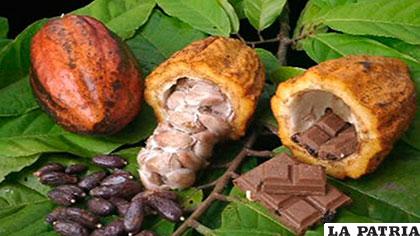 Para estimular la producción de cacao esta gestión se espera destinar 50 millones /ERBOL