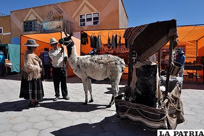 Se apunta a que Bolivia pueda ser sede del Año Internacional de los Camélidos