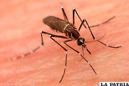 El virus del Zika, el dengue y chikunguña es transmitido por el mosquito Aedes Aegypti