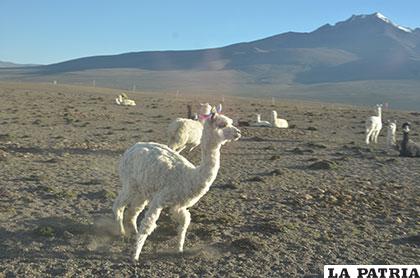 Bajas temperaturas y carencia de agua causan mortalidad en el ganado camélido