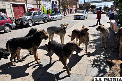 Perros vagabundos proliferan en la ciudad /Archivo