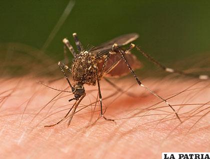 Un minúsculo pero mortal mosquito