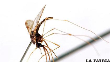 El Anopheles Arabiensis, uno de los mosquitos transmisores de la malaria en el África