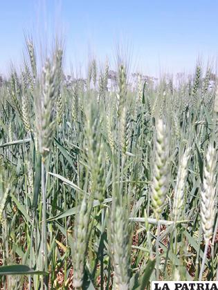 El rendimiento por hectárea del trigo es mucho menor por la sequía /FOTO: Gary Rodríguez