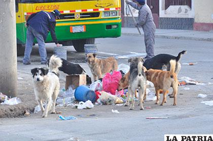 Los animales que no son vendidos muchas veces terminan en las calles abandonados