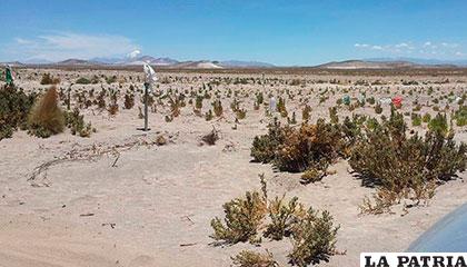 La sequía afectó a 30 municipios de Oruro /Archivo