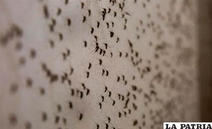 Más de dos millones de hogares fueron fumigados con el objetivo de eliminar criaderos de mosquitos /servidornoticias.com
