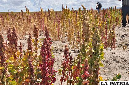 Fenómenos climáticos afectaron considerablemente la producción de la quinua