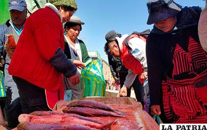 Los sábalos son expuestos al público en El Alto /ANF