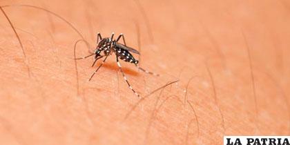 Aedes Aegypti, el mosquito portador del virus