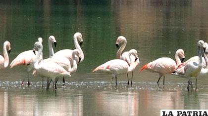 Flamencos rosados en la laguna Alalay de Cochabamba /ANF/Archivo