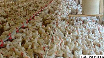 Existe una sobreproducción de pollos /agronegocios