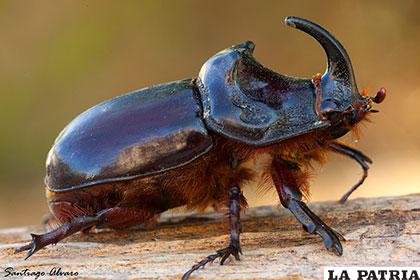 El escarabajo rinoceronte puede levantar 850 veces su propio peso