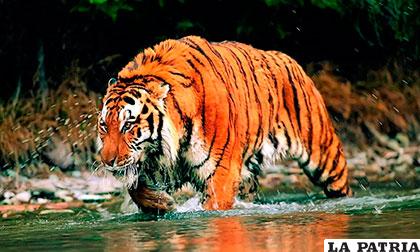 El tigre puede arrastrar algo que pese 500 kilogramos aproximadamente