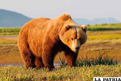 El oso grizzli puede levantar un peso aproximado de 544 kilogramos