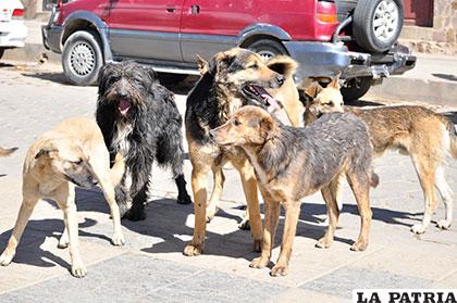 Grupos de canes callejeros son un factor de riesgo para la salud pública /Archivo