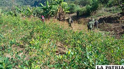 Los agentes de la Fuerza de Tarea Conjunta de Bolivia realizarán la destrucción de los cultivos 
hallados en el Tipnis