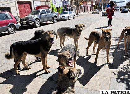 Son 62 casos positivos de rabia canina en la ciudad /Archivo