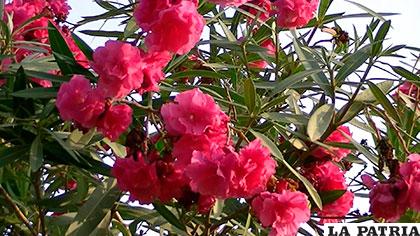La adelfa también es conocida como laurel de jardín o rosa laurel