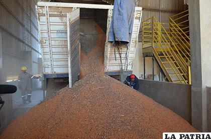 El oriente tiene la mayor producción granera de Bolivia