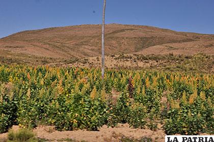 Oruro apuesta por la producción orgánica de la quinua