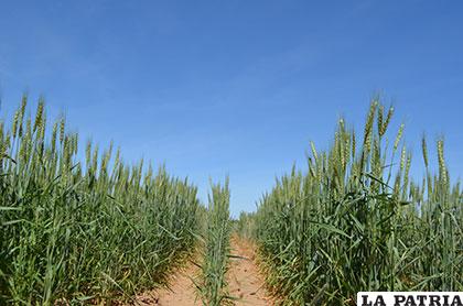 Se necesitan 750 mil toneladas de trigo para satisfacer la demanda nacional