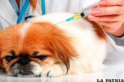 Recomiendan manejar un plan sanitario diario de las mascotas