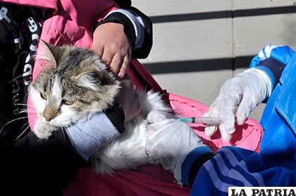 La rabia en gatos es poco frecuente en Oruro y a nivel nacional