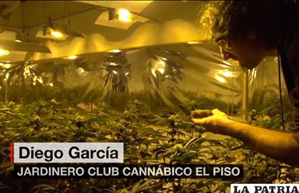 Los clubes legales de consumo y cultivo de cannabis funcionan de acuerdo a la ley /PINTEREST