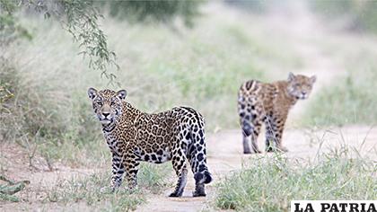 Jaguares en preservación /YPFB
