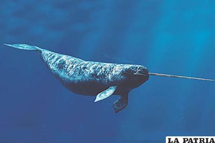 Están en peligro a mamíferos marinos como el narval, la ballena beluga o la de Groenlandia