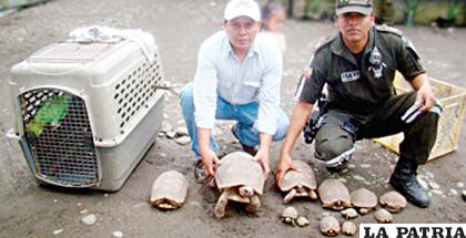 Se rescató a once tortugas motelo, dos tortugas gibba y una lora real
