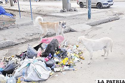 El mercado Kantuta es uno de los que genera más basura /ARCHIVO