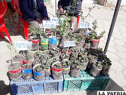 Plantas medicinales que crecen en el altiplano  /cortesía Iván Sequeiros