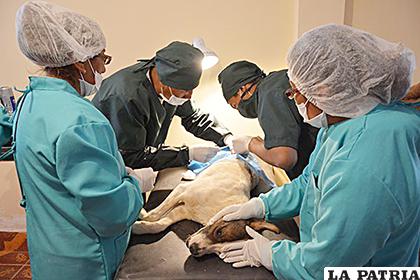 Procedimientos de esterilización a mascotas del Cemzoor son poco invasivos 

