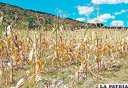 Cultivos afectados por la sequía /El Diario
