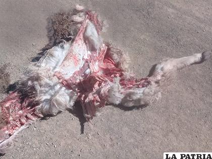 Los perros salvajes en Poopó padecen hambruna y cazan para sobrevivir /LA PATRIA