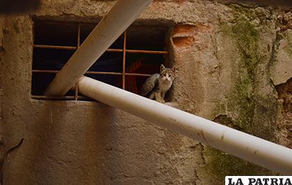 Los felinos están escondidos dentro de las celdas de la Felcc /LA PATRIA