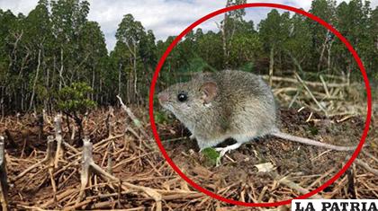 La deforestación genera que el roedor busque otros lugares, según los expertos /ANF/OPINION