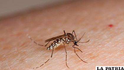 El mosquito Aedes aegypti, portador del dengue /noticiassin.com