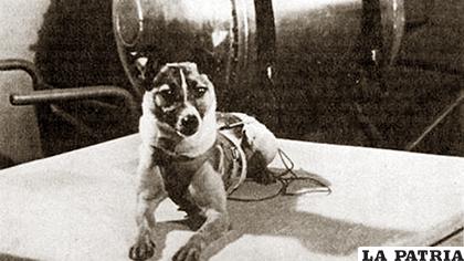 Laika, el primer ser vivo terrestre en viajar al espacio /AFP