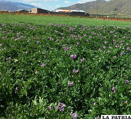 Comunarios de Peñas mostraron a través de imágenes la vegetación y producción ganadera que tienen /Gumercindo Gabriel