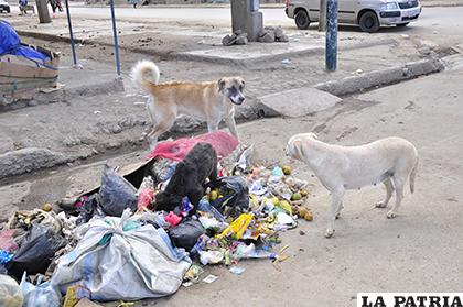 Las bolsas plásticas son un problema medioambiental /LA PATRIA 