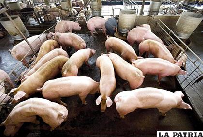 La enfermedad es mortal para los cerdos, pero no para humanos /EFE