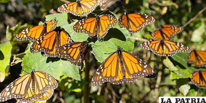 Las mariposas son estudiadas por científicos de varios países /Foto referencial