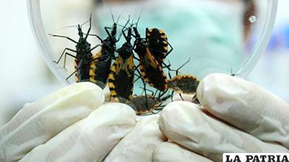 El mal de Chagas puede llegar a ser detectado después de 20 años /lavanguardia.com